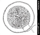 Doropaedia