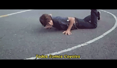 Coyotes