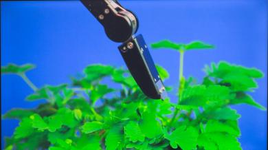 Imagen principal de la obra The Pudic Relation Between Machine and Plant