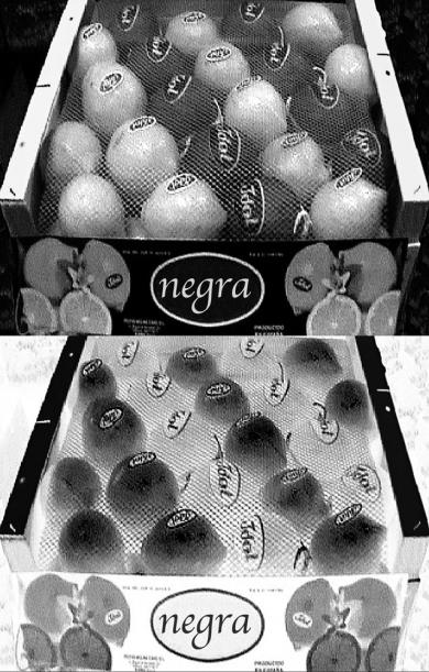 Imagen principal de la obra Blanca sobre negra